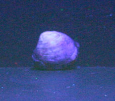 Bivalve-clam